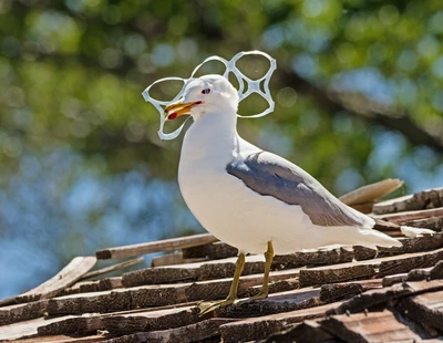 Mås intrasslad i plasthållare för burkar