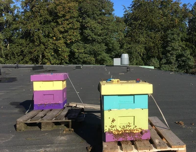 Apelgårdsskolans bikupor