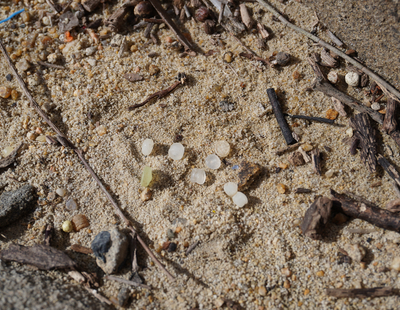 Plastspellets på strand