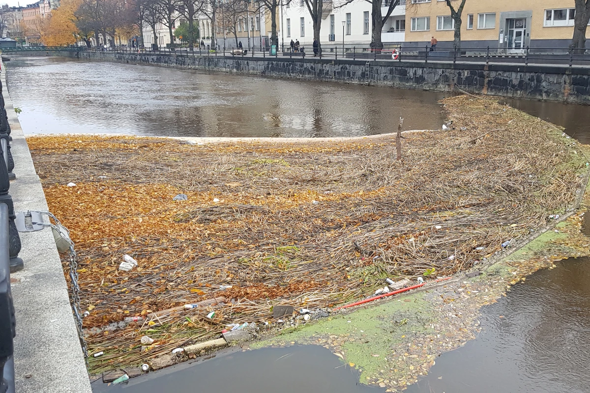Skräp och vass samlas vid länsen vid skräpmätning i Fyrisån. Foto: Uppsala Kommun