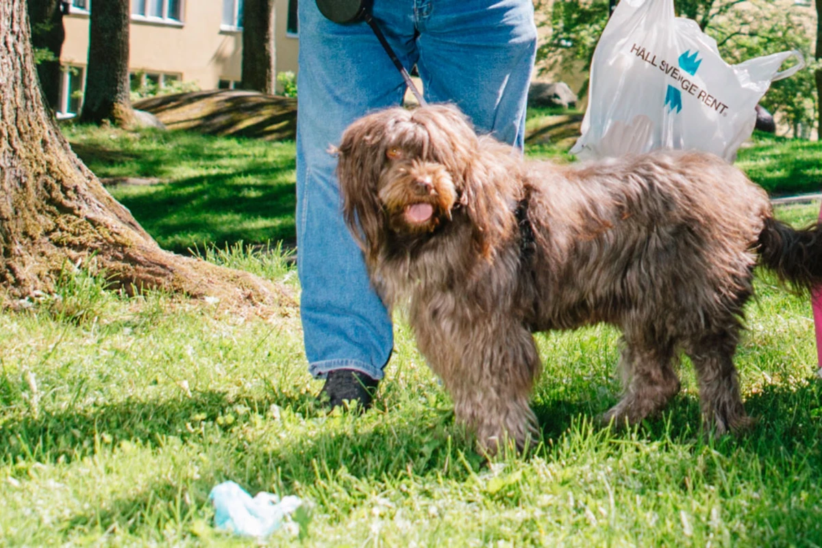 Hund på skräpplockning