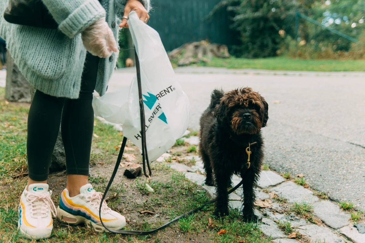Hund och ägare ute på skräpplockarpromenad