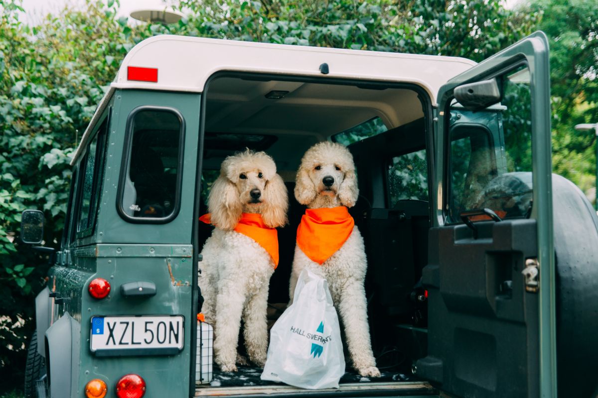 Två hundar som sitter i en bil