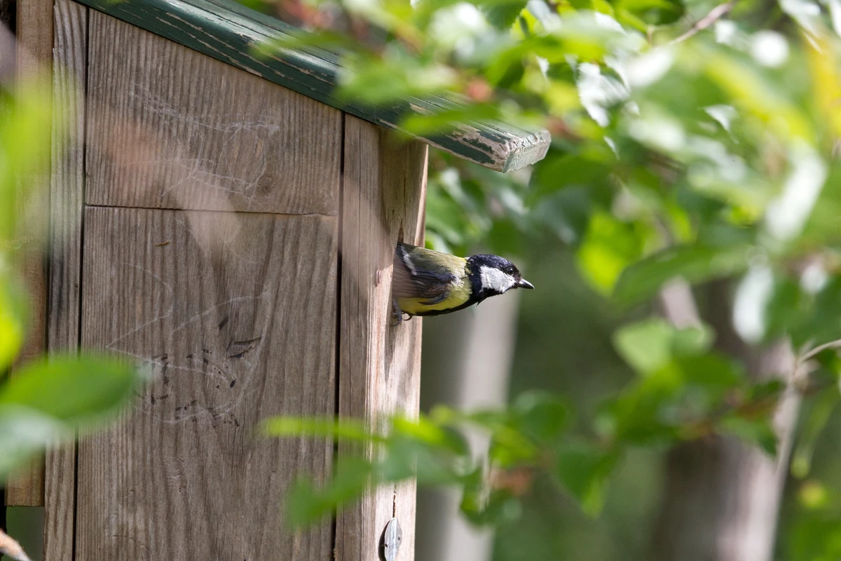 Talgoxe kikar ut från en fågelholk