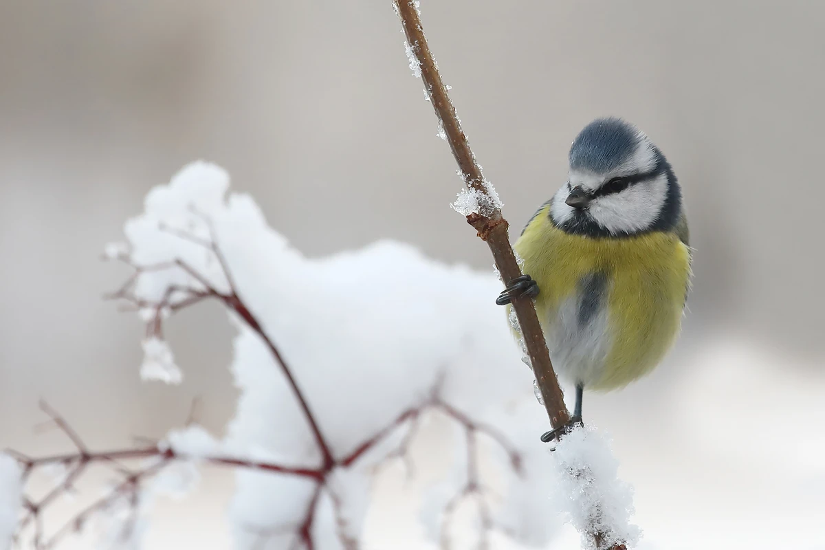 Blåmest på snöklädd kvist