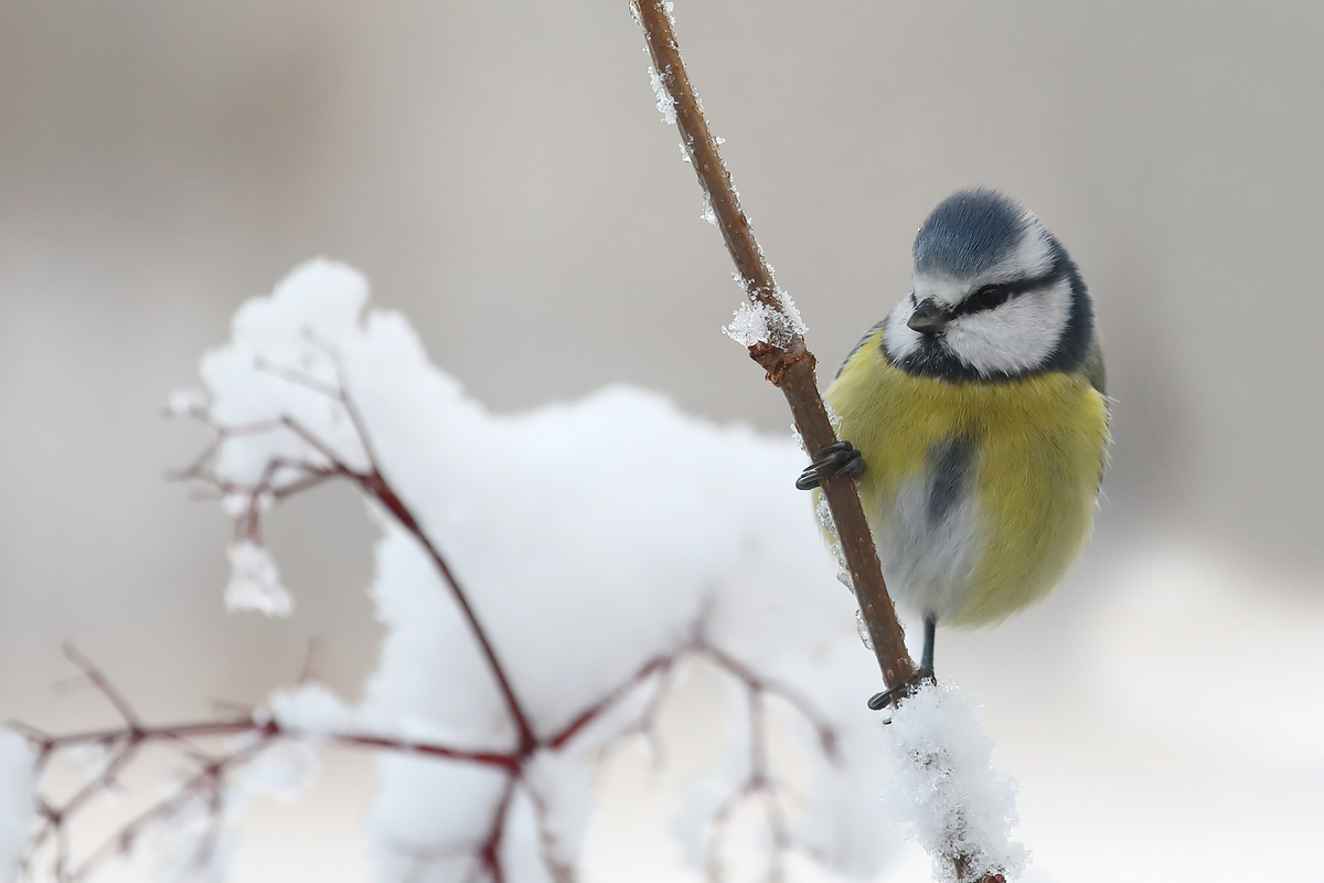 Blåmest på snöklädd kvist