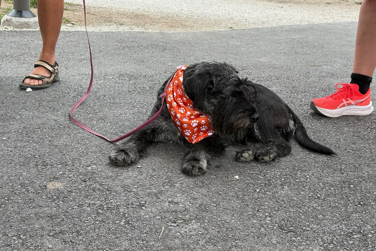 Hundpromenad Almedalen