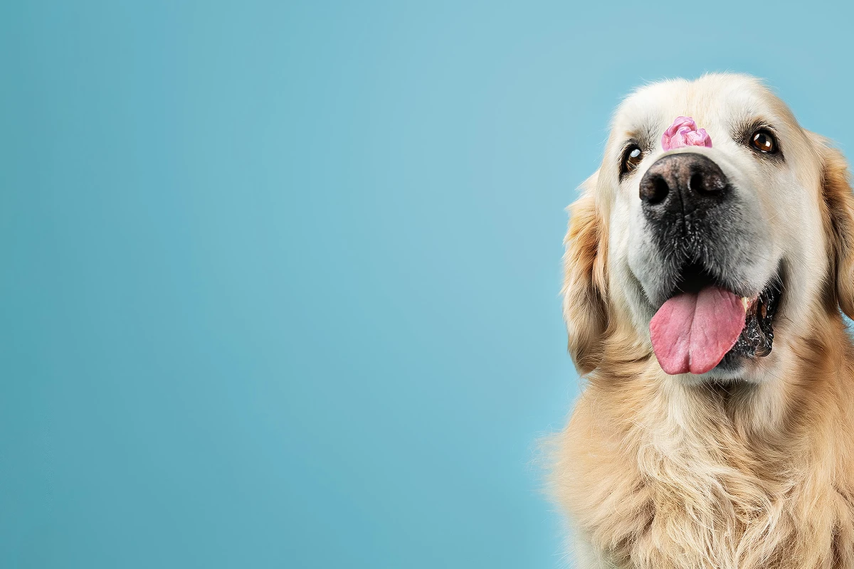 Bild på hund med tuggummi på nosen