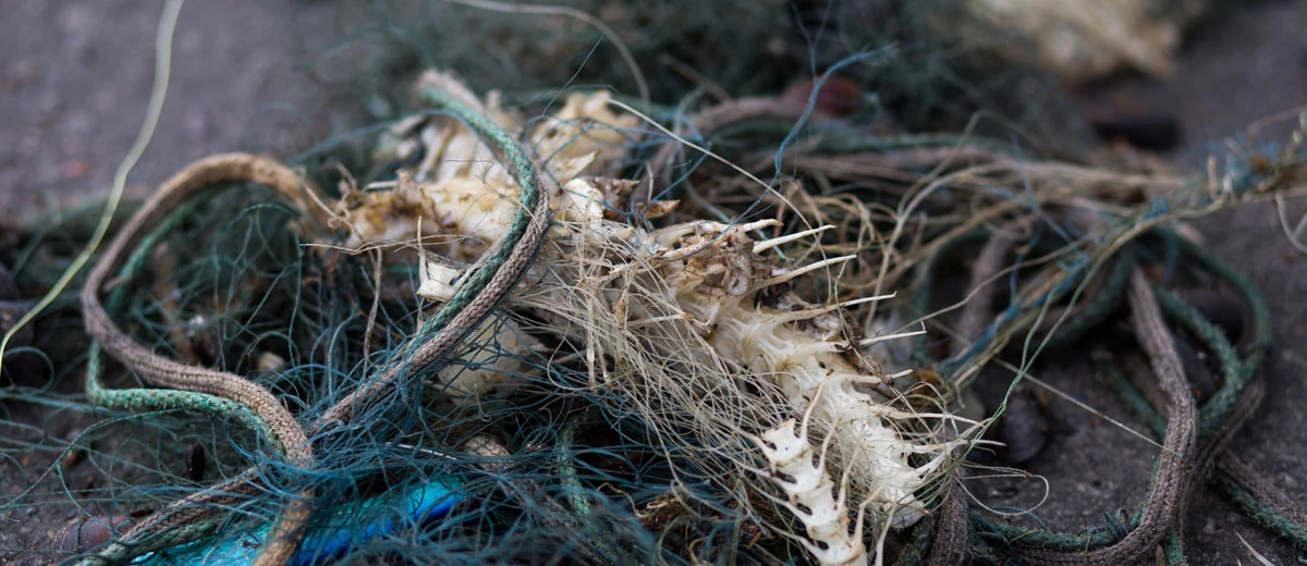 Rester av en fisk intrasslat i spöknät