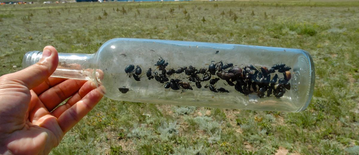 Insekter fast i flaska