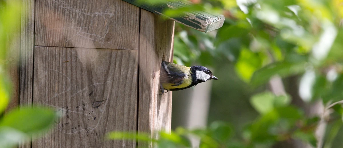 Talgoxe kikar ut från en fågelholk