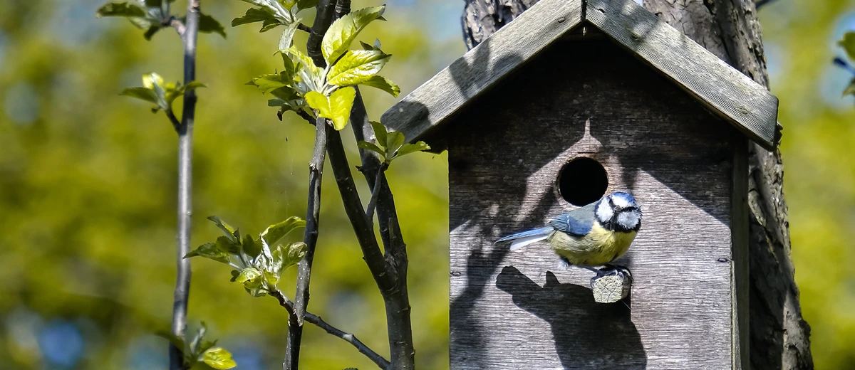 Städa en fågelholk