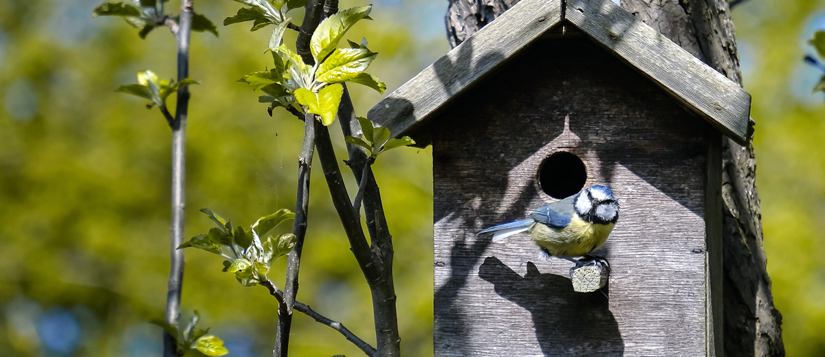 Städa en fågelholk