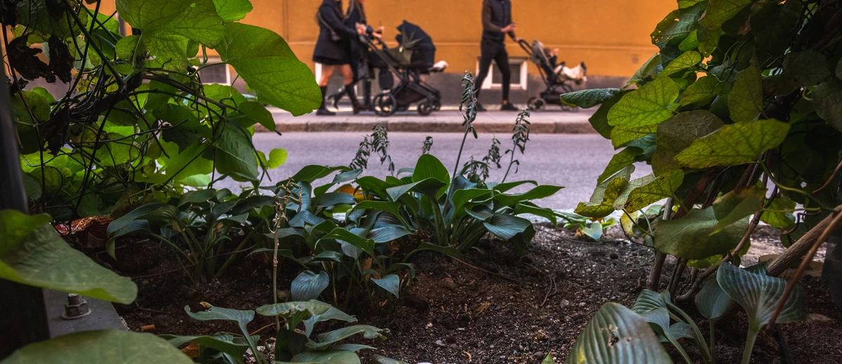 Skräp ligger i en buske