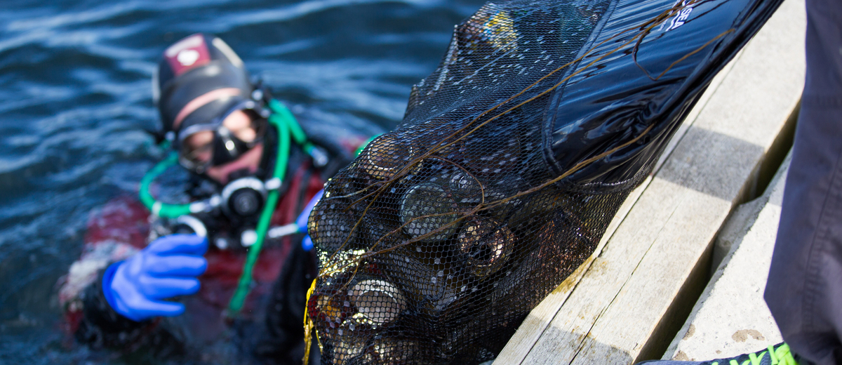 Skräpdykare kommer upp från ytan med sin fångst