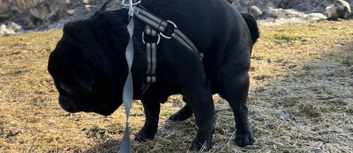 Hunden bajsar på gräsmattan