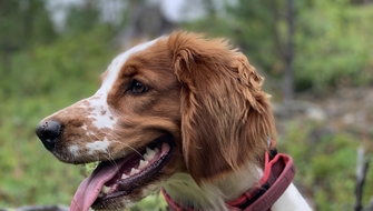 Rubi - skräpplockarhund