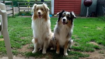 Aira och Lucy - skräpplockarhundar