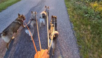 Mega, Ammi, Brusa & Fluga - skräpplockarhundar
