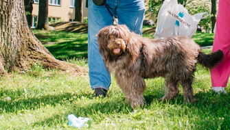 Hund på skräpplockning