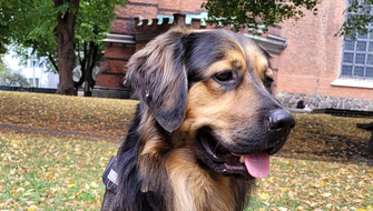 Rally skräpplockarhund