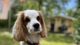 Praline skräpplockarhund