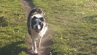 Bosse skräpplockarhund