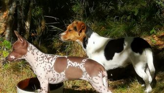 Celma & Iris skräpplockarhund