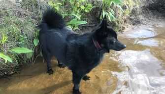 Lilla Gumman skräpplockarhund