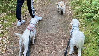 Milou, Fazer och Maija skräpplockarhund