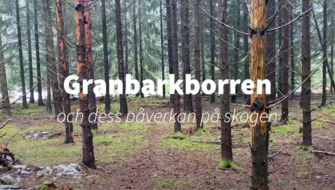 Granbarkborren