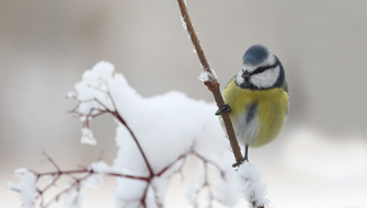 Blåmes som sitter på en snötäckt kvist