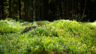 Skog med mossa och stubbar