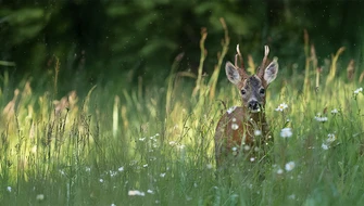 En hjort står i högt gräs