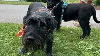 Hundpromenad Almedalen