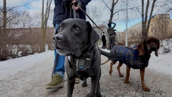 Hundar på promenad