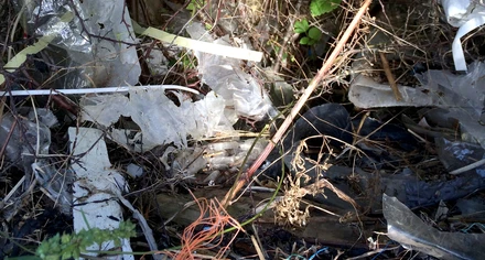 Plast i buskarna på ö i Bohuslän.