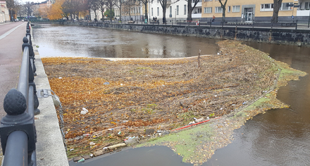 Skräp och vass samlas vid länsen vid skräpmätning i Fyrisån. Foto: Uppsala Kommun