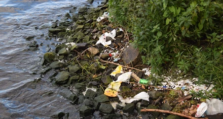 Skräp i vattenbrynet vid Mälaren