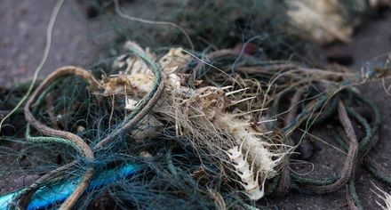 Rester av en fisk intrasslat i spöknät