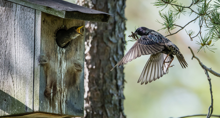 Fågel matar fågelunge i holk