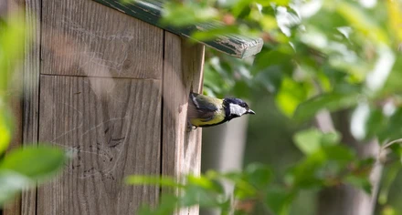 Talgoxe kikar ut från en fågelholk