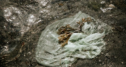 Plastpåse i havet