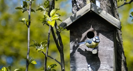 Städa en fågelholk