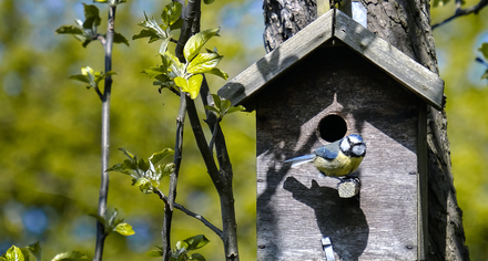 Städa en fågelholk