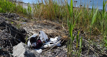 En plastpåse som ligger på marken vid havet