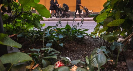 Skräp ligger i en buske