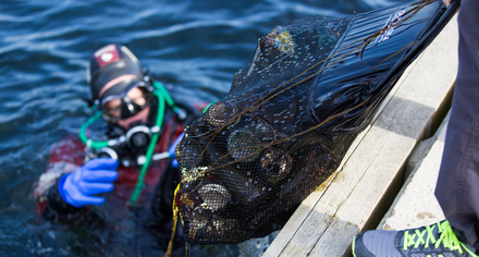Skräpdykare kommer upp från ytan med sin fångst
