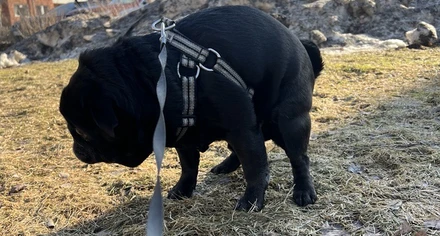 Hunden bajsar på gräsmattan