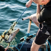 Spöknät med fisk i dras ombord på båt